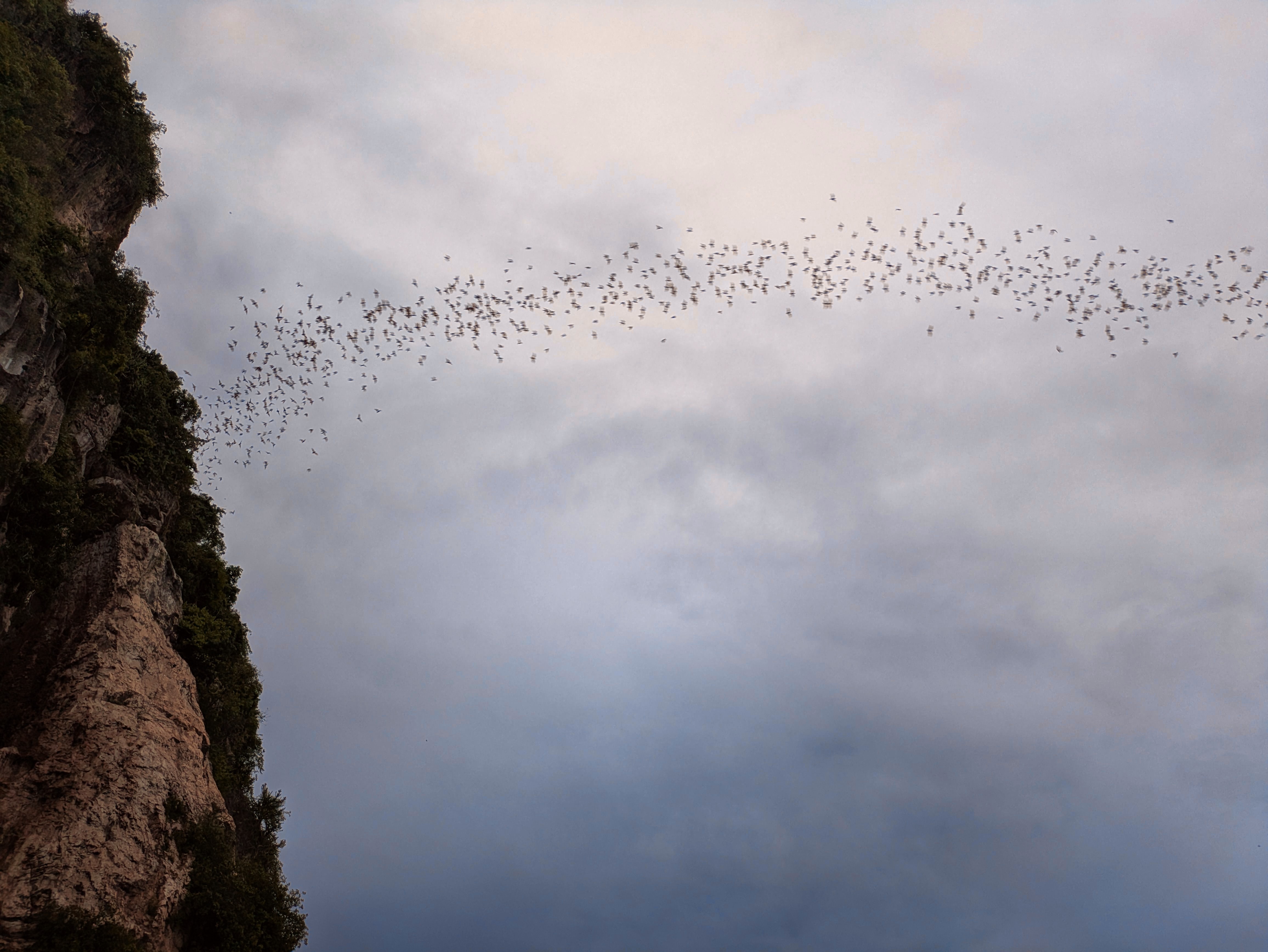 Bats Emerge