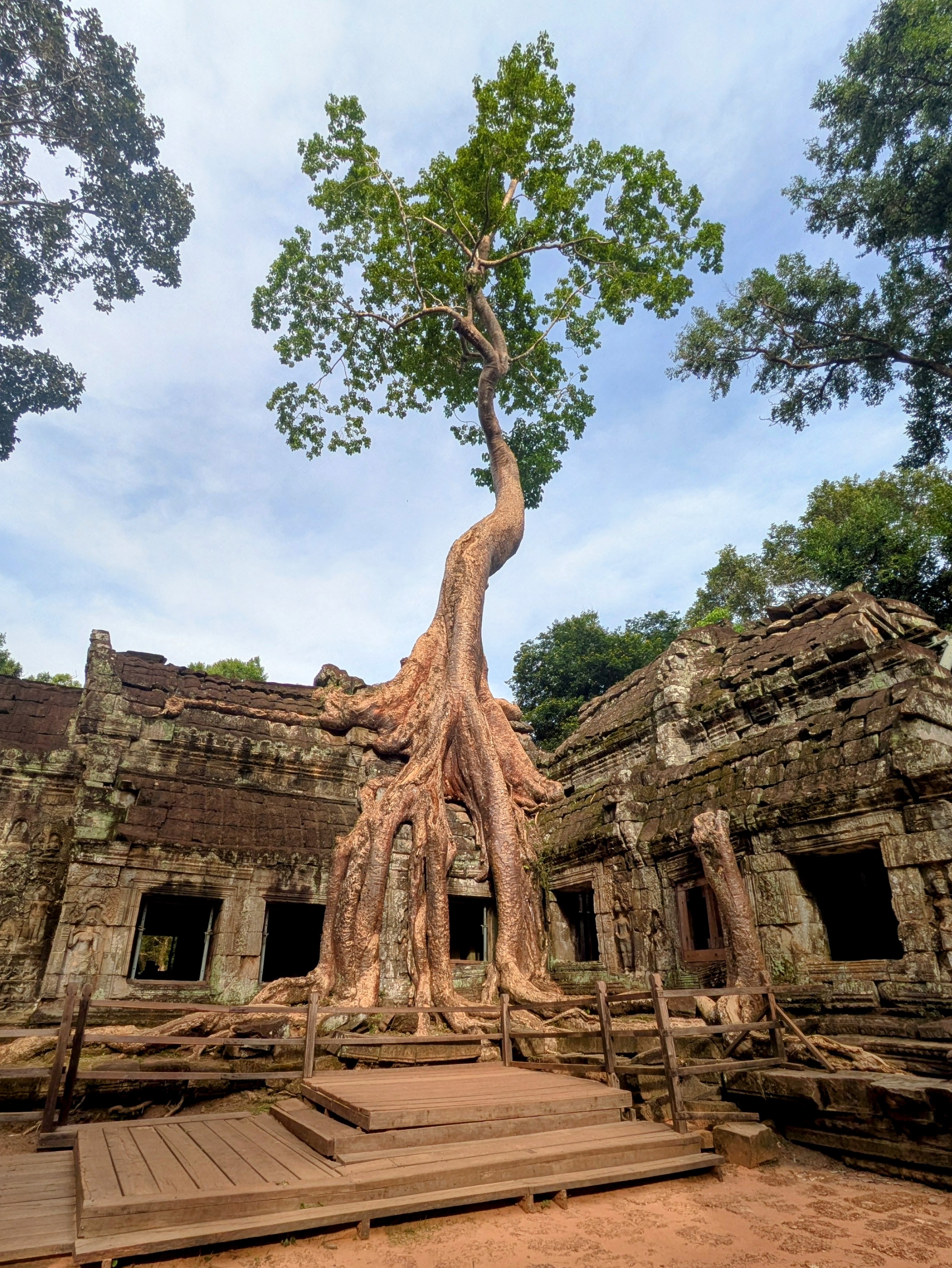 Ta Prohm Temple Tree