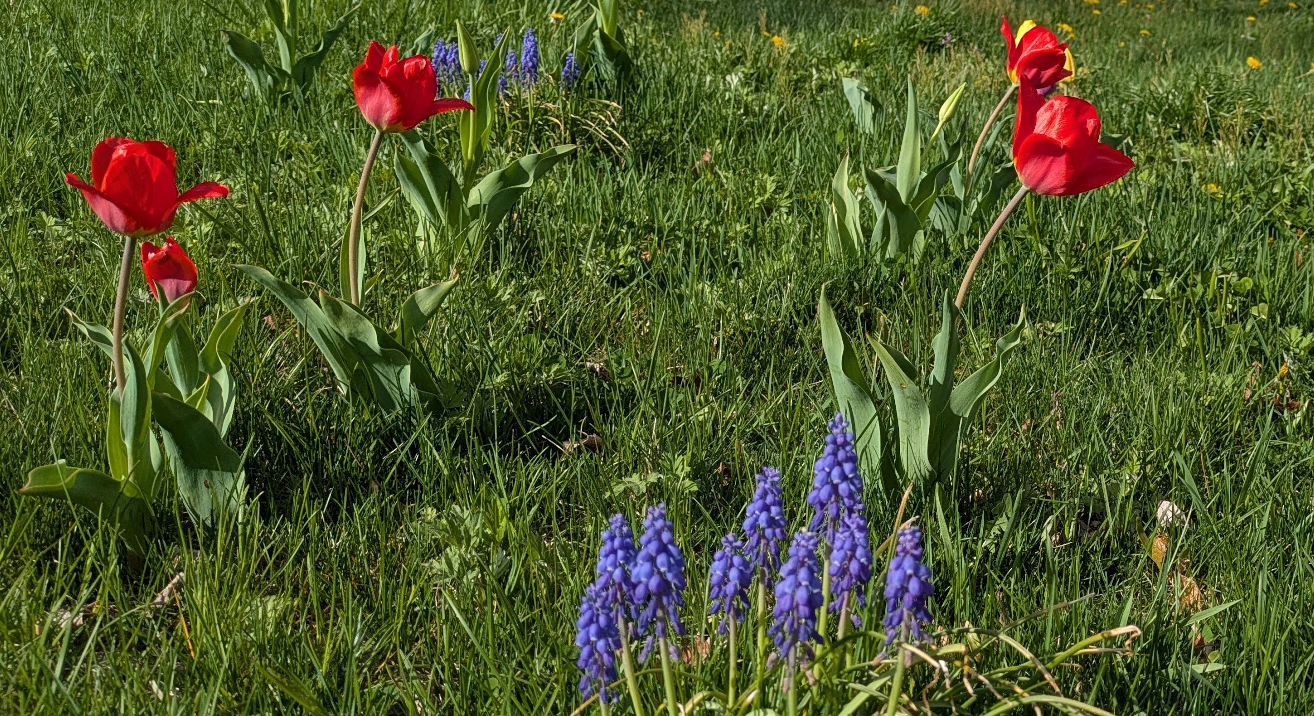Red and purple flowers against a green lawn